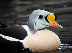 Image result for Ducks and Divers of Alaska