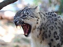 Image result for Snow Leopard Hunt