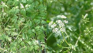 Image result for CSU Extension Poison-hemlock