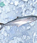 Image result for Japanese Mackerel