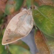 Image result for Box Hedge Moth Treatment