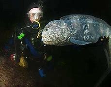 Image result for Deep Sea Wolf Eel