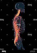 Image result for Human Spine Illustration