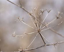 Image result for Hemlock Seed Heads