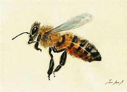 Image result for Insect Process Art