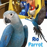 Image result for Rio Parrot OC