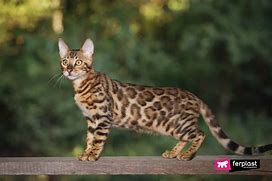 Image result for Bengal Animal