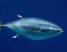 Image result for Bluefin Tuna Fin