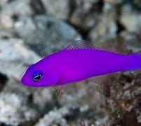 Image result for Pink Saltwater Fish