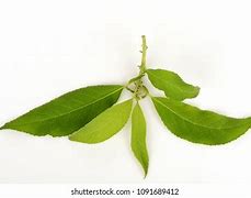 Image result for Camphor Tree New Leaves