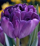 Image result for Blue Tulip Bulbs