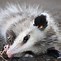 Image result for Opossum Babies