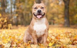 Image result for Cool Pitbull Dog Wallpapers