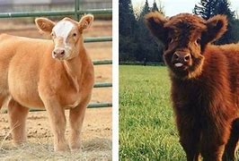 Image result for Shampoo Cow