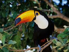 Image result for Toco Toucan Facts for Kids