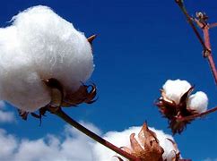 Image result for Whaaaat Can You Do with Cotton