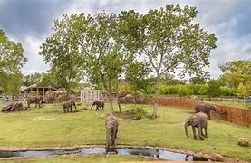 Image result for Habitat Ellie The Elephant