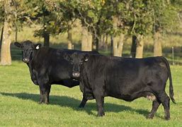 Image result for Angus Cattle