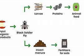 Image result for Industrial Insect Farming