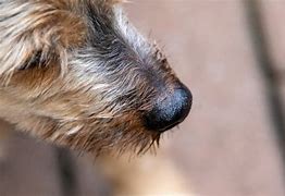 Image result for Dog Cold Nose