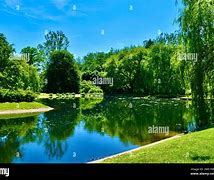 Image result for Lake with Trees