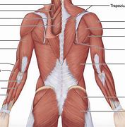 Image result for Back and Arm Muscle Diagram