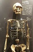 Image result for Oldest Human Skeleton Found