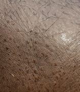 Image result for Realistic Minecraft Hippo Skin