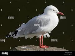 Image result for Red Spot On Seagull Beak