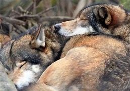 Image result for Where Do Wolves Sleep