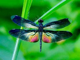 Image result for Dragonfly Fly