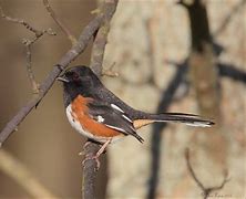 Image result for Small Michigan Birds