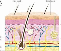 Image result for Bone Cells in Pores