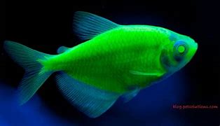 Image result for Ikan Laut Warna Hijau