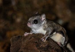 Image result for Australian Flying Squirrel