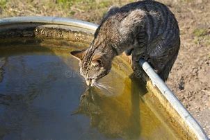 Image result for Cat in Bucket Drinking Water