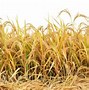 Image result for Rice Field Victor PNG