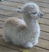 Image result for Lama Animal Baby