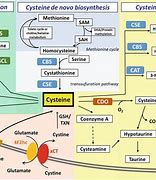 Image result for cysteine synthesis