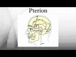 Image result for Pterion