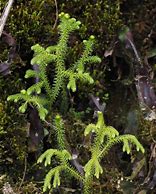 Image result for yungas cloud forest