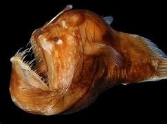 Image result for Humpback AnglerFish