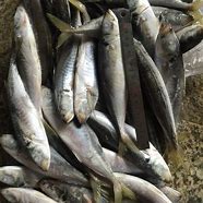 Image result for Frozen Mackerel Bait