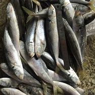 Image result for Frozen Mackerel