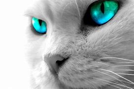 Image result for Cat Eyes Wallpaper