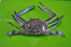 Image result for Ketam Bangkang