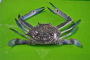 Image result for Ketam Beracun