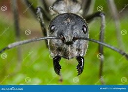 Image result for Ant Face