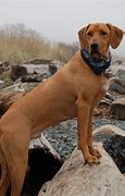 Image result for Cute Dog Texas