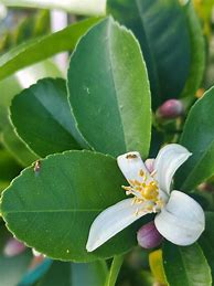 Image result for Black Bugs On Lemon Tree